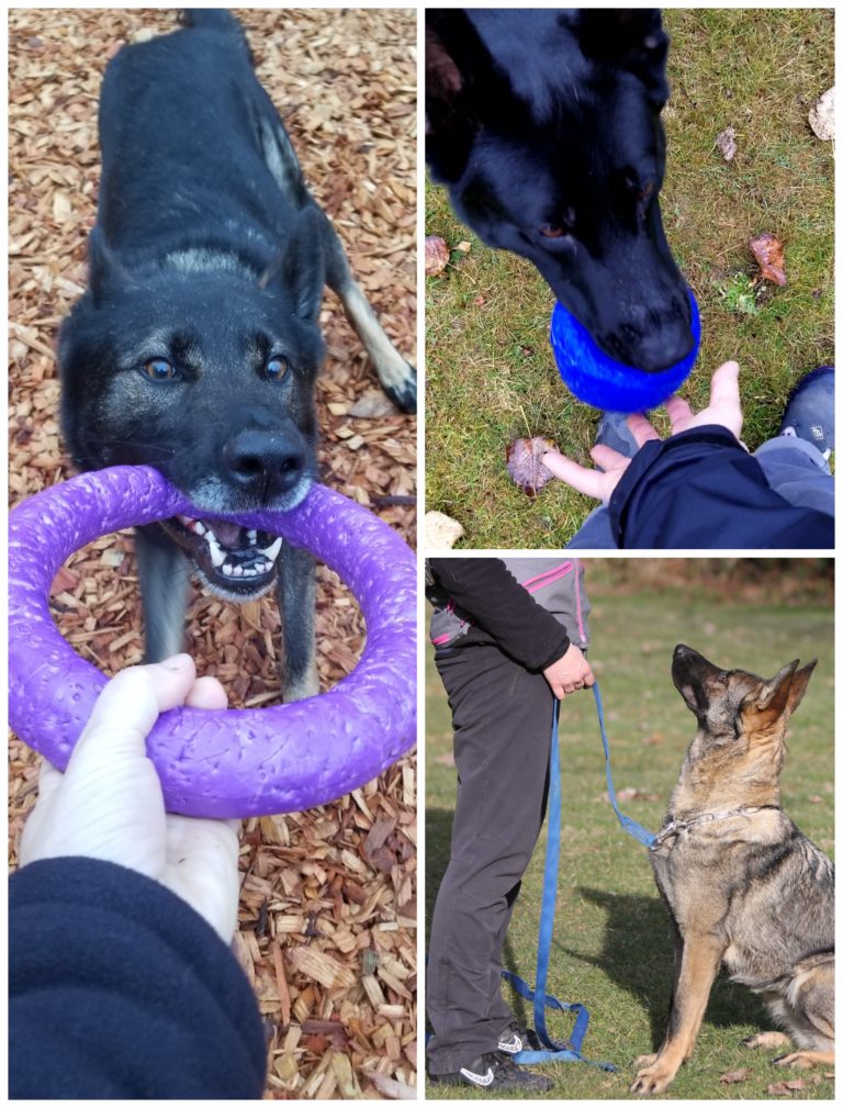 Canine Enrichment Activities Summit Kennels